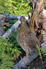 BBF 20Grouse-1