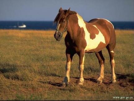 horse 01 001