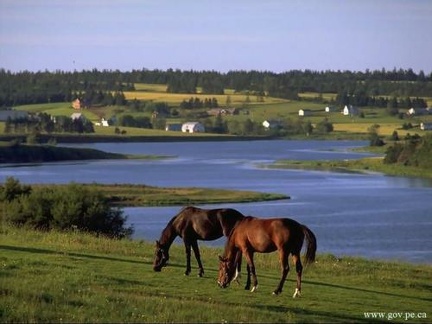 horse 05 001